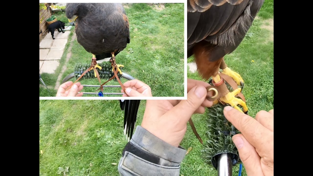 HARRIS HAWK WOODY, FULLY FITTED OUT WITH DIY FURNITURE.