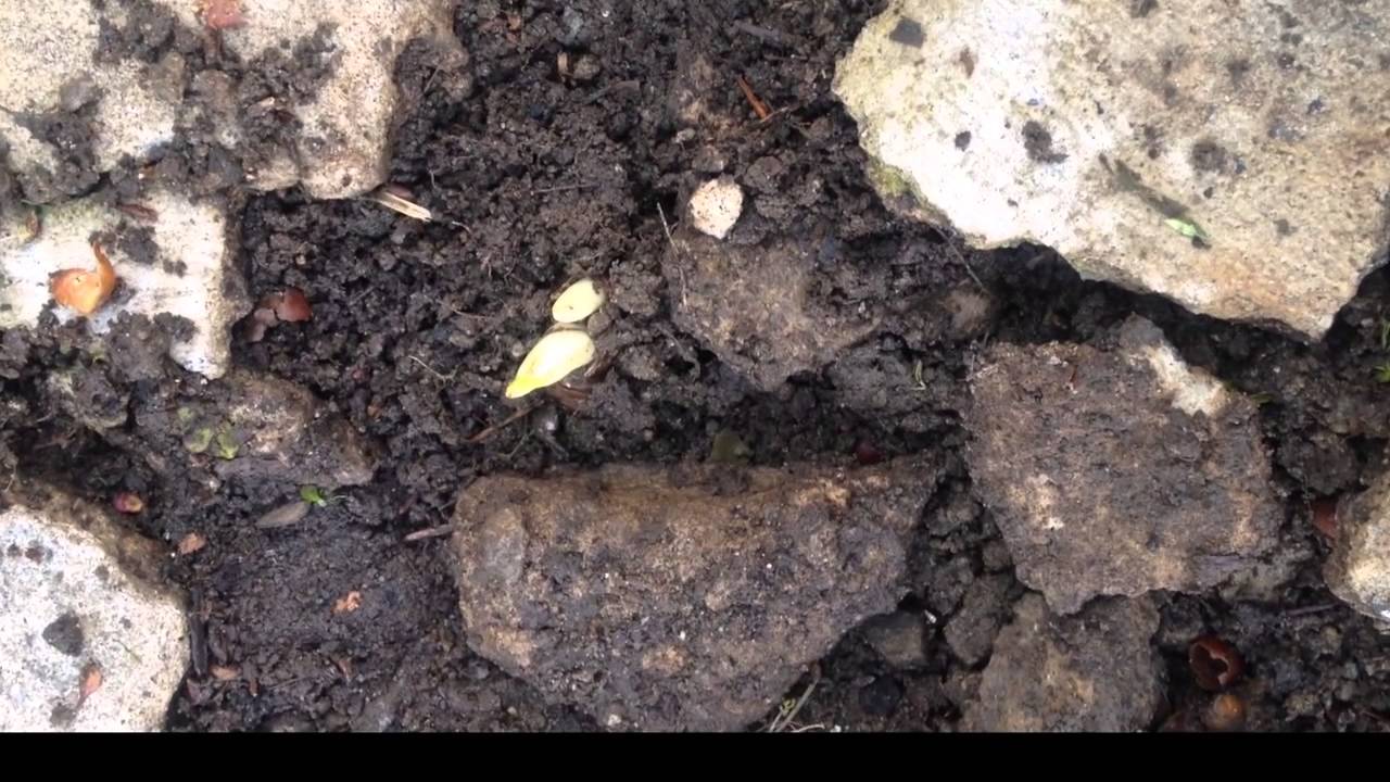 From The Concrete-Final