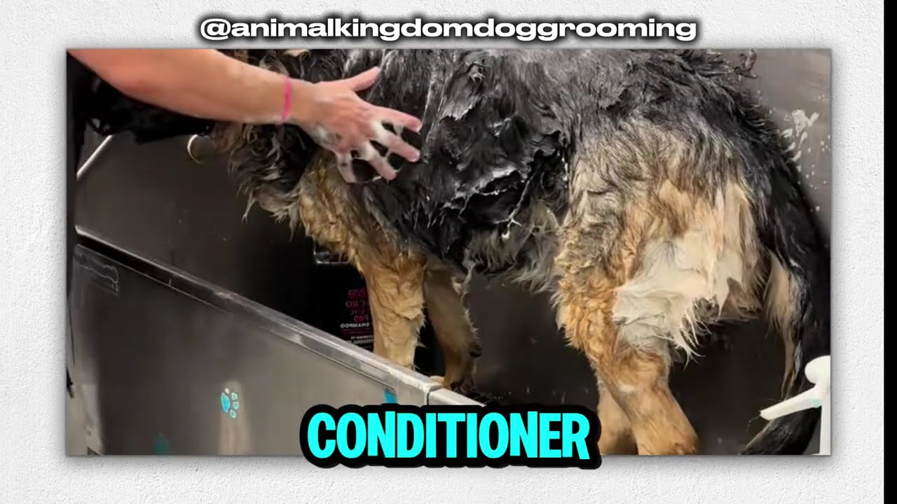 How to Groom & Wash a German Shepherd Like a Pro 🐕🛁