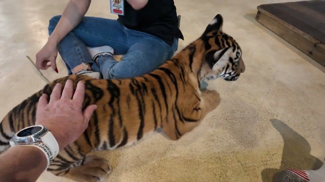 Beautiful 3 month old Tiger Cub.