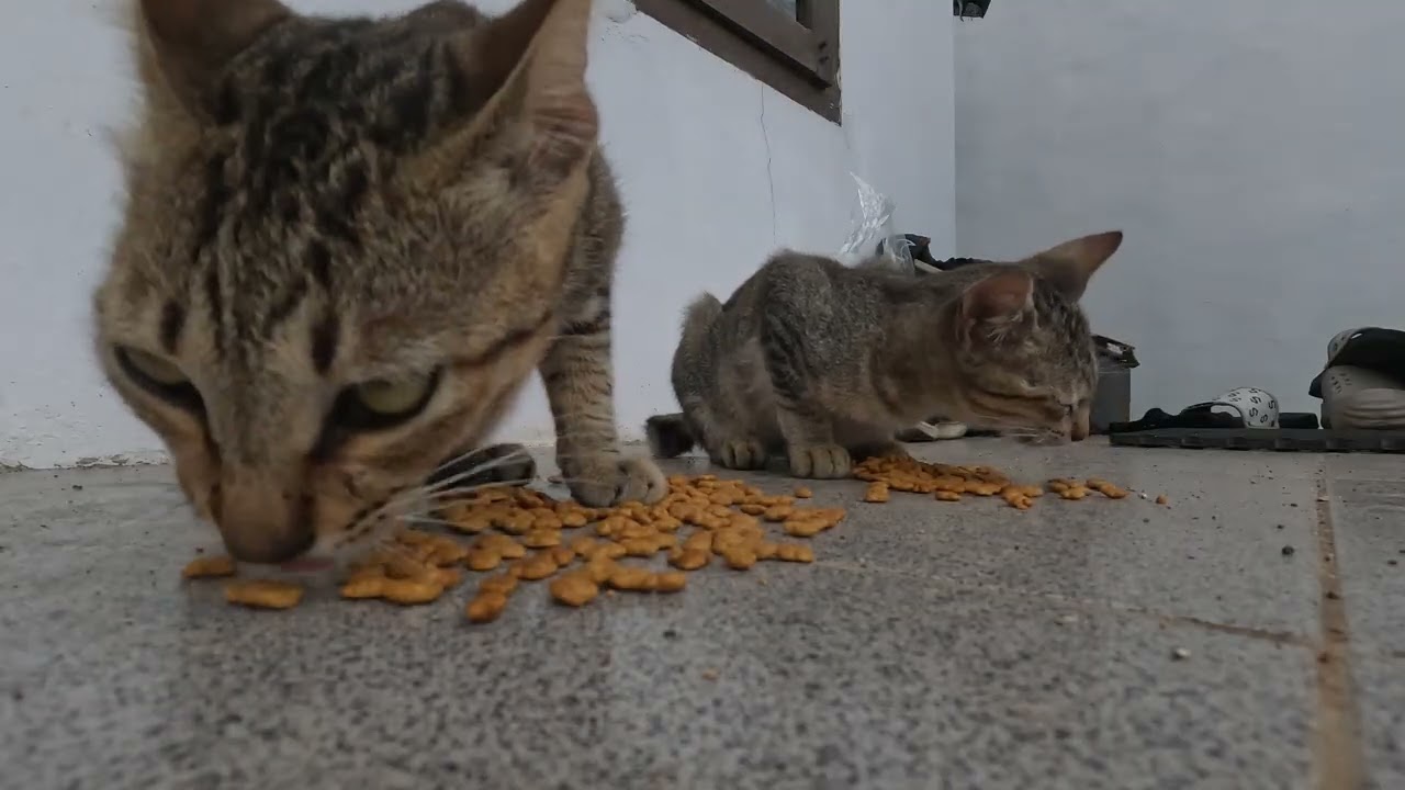 Calm Morning With Street Cats