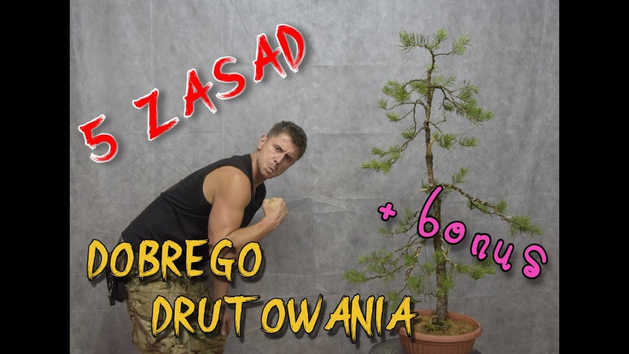 Jak DOBRZE DRUTOWAĆ bonsai i NIE TYLKO:) Formowanie Sosny pospolitej (BONSAI) - Cz. 2/2