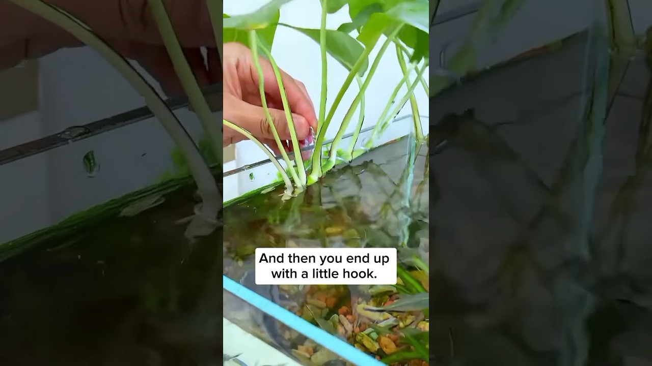 DIY Grow Plants in Aquarium #plants #aquarium #moneyplant