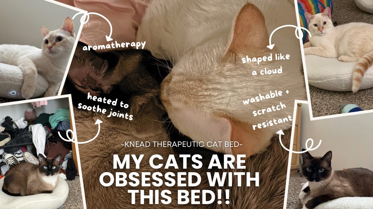 my cats are OBSESSED with the knead therapeutic cat bed!