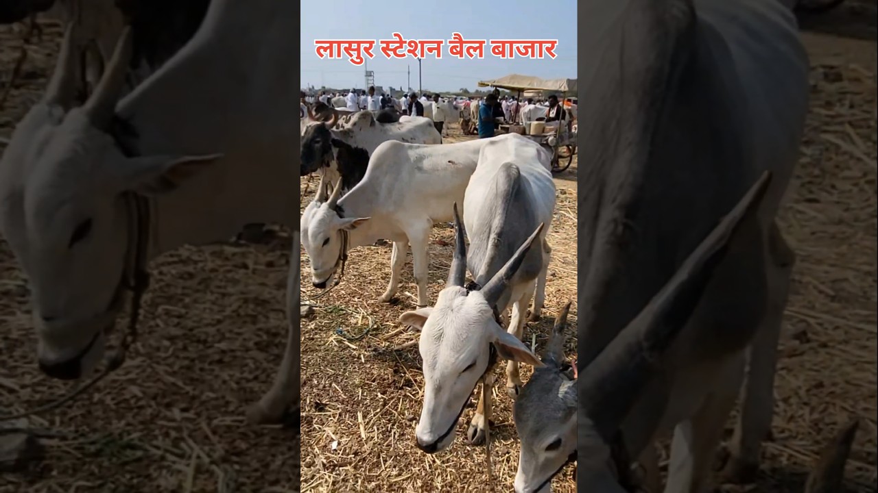 गाय-बैल मंडी 🐄
