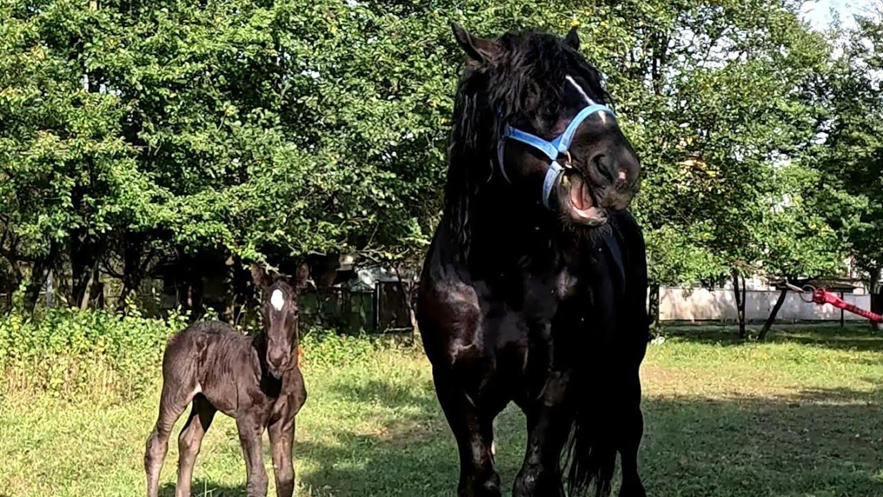 🥁🥰Ще одна лошичка🌹по Фараону 🔥PERCHERON🔥