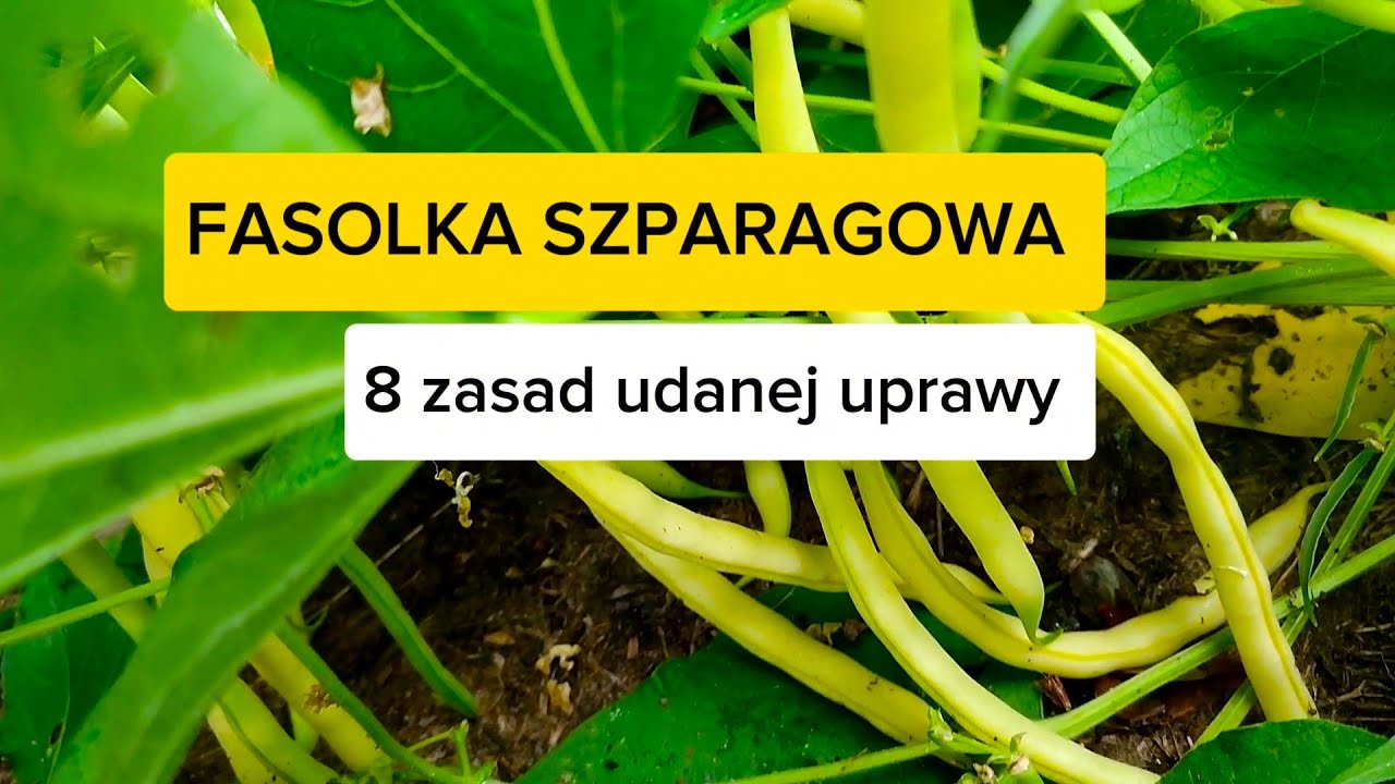 Fasolka szparagowa karłowa - 8 zasad udanej uprawy.
