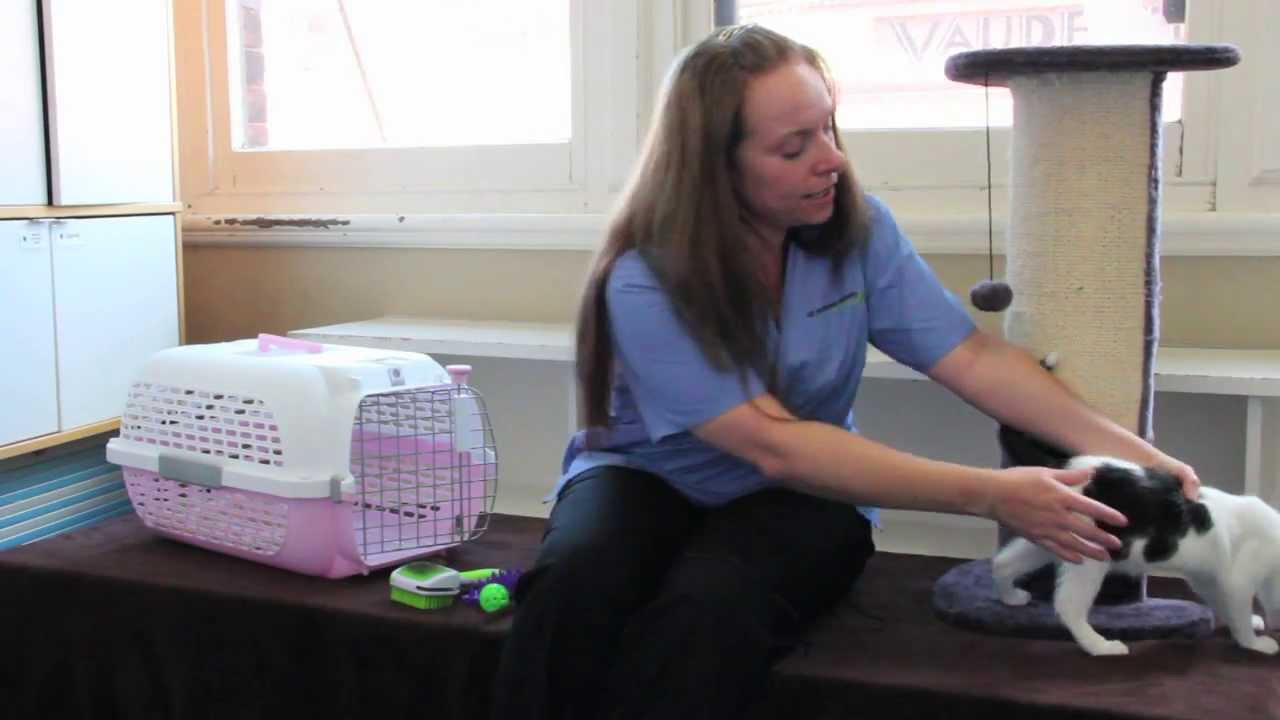 How to care for your kitten so they become a happy, friendly and well-behaved cat.