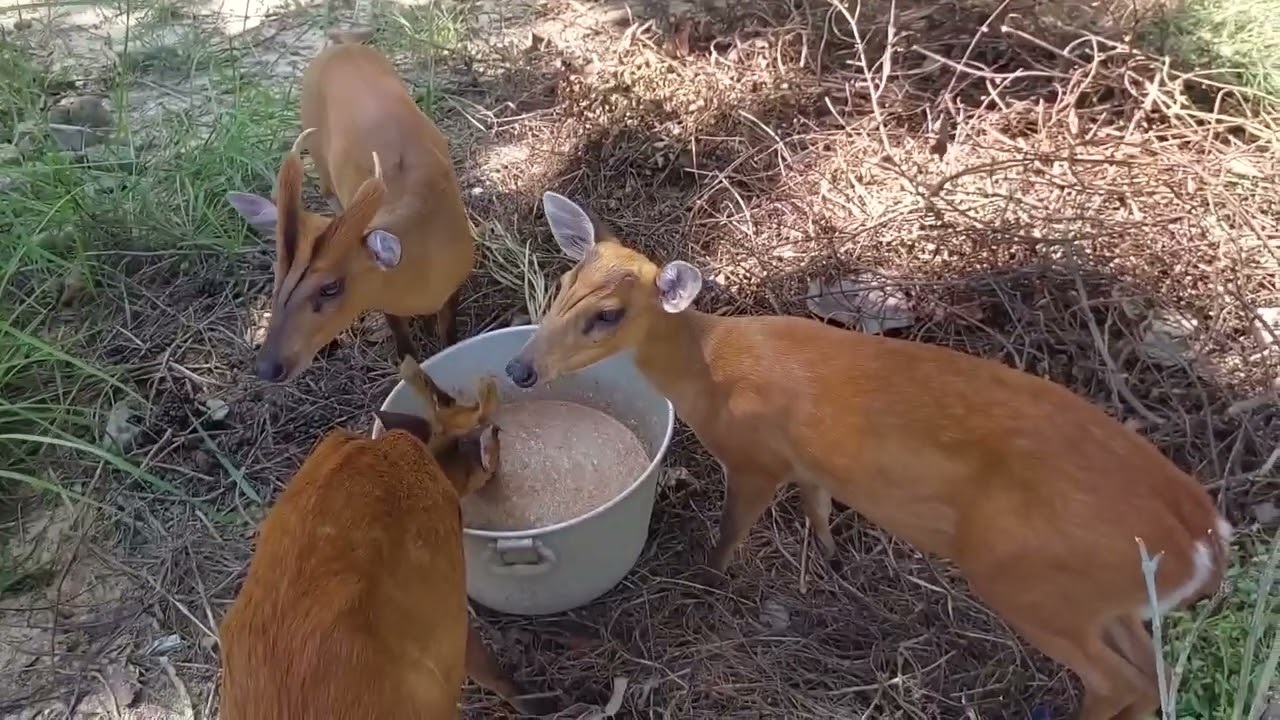 rearing barking deer (muntjac) in Nepal.