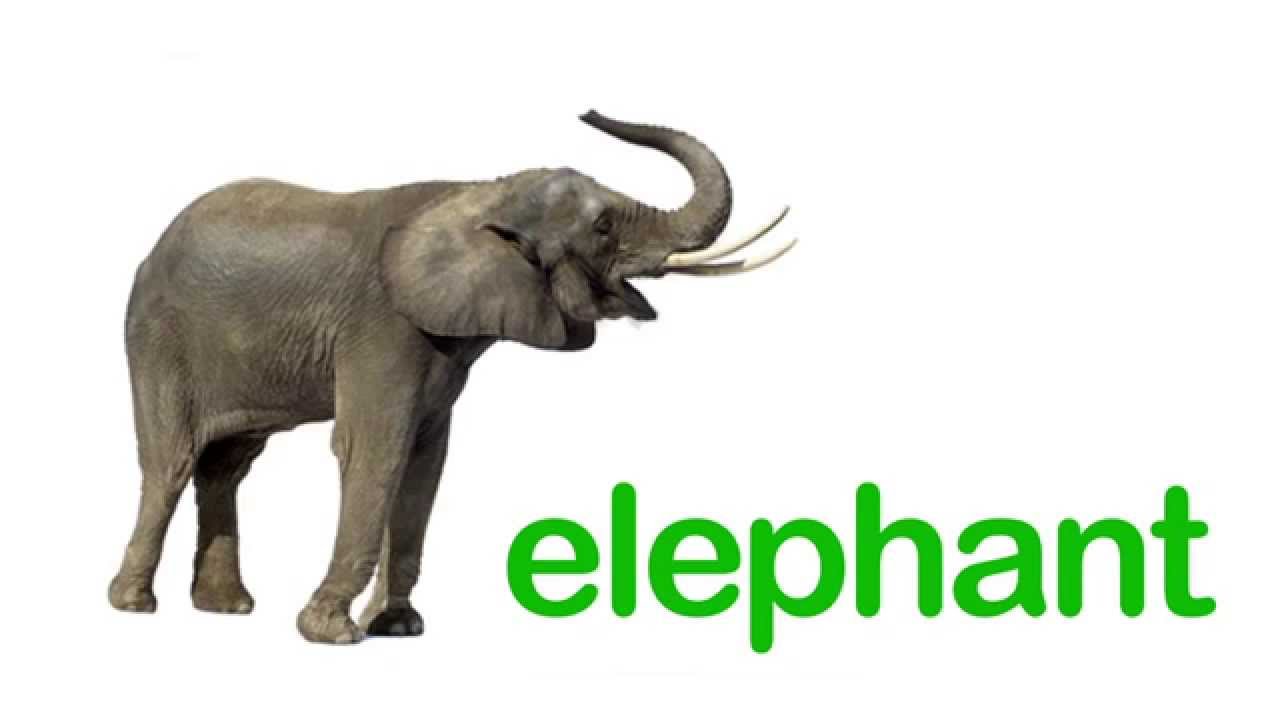 Baby Flashcards: WILD ANIMALS. Learning and stimulation for babies.