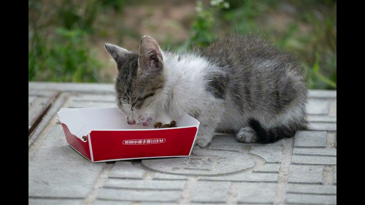 Happy Hungry Kitty. Relaxing Sounds. Drift into your own happiness.