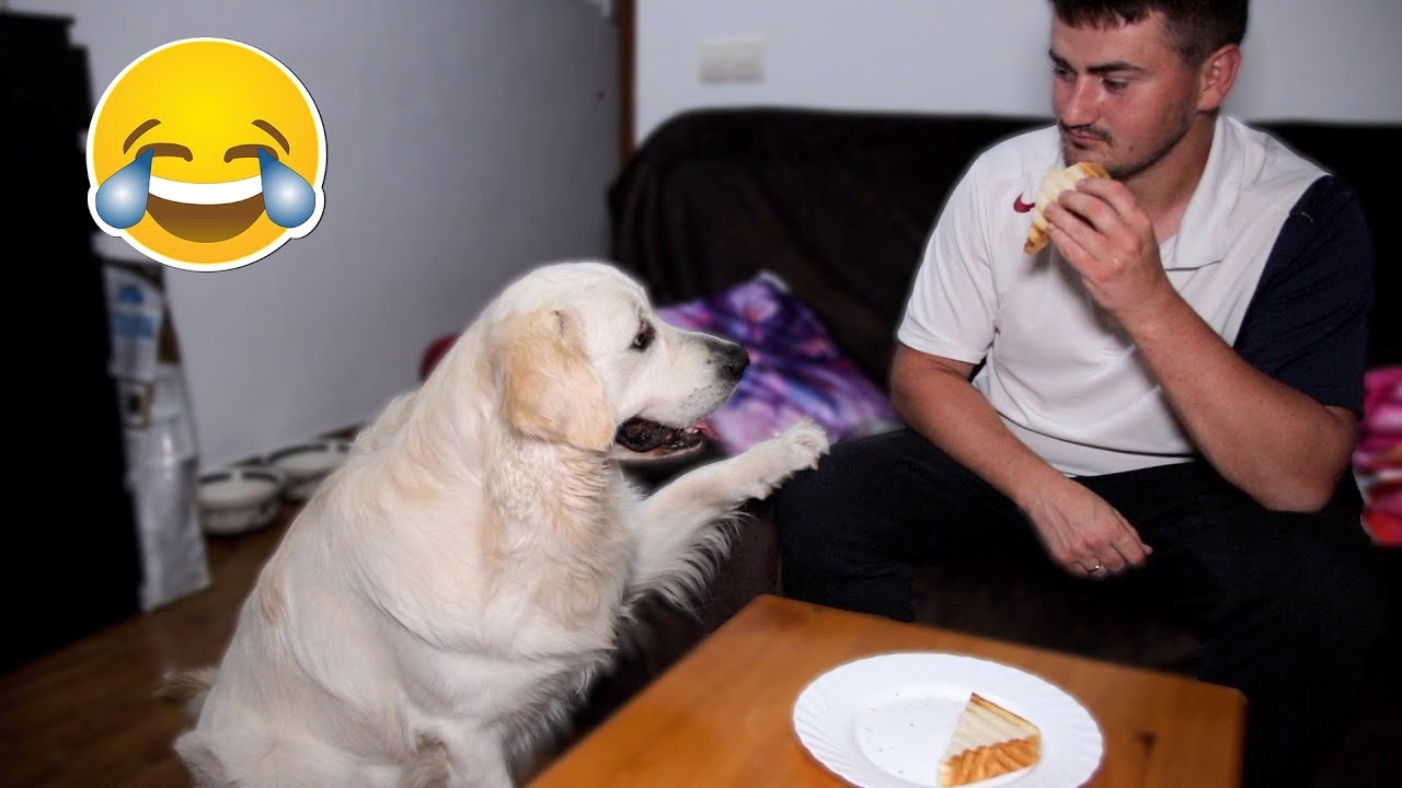 What does My Dog do when I Eat Sandwich - Bailey Steals Food