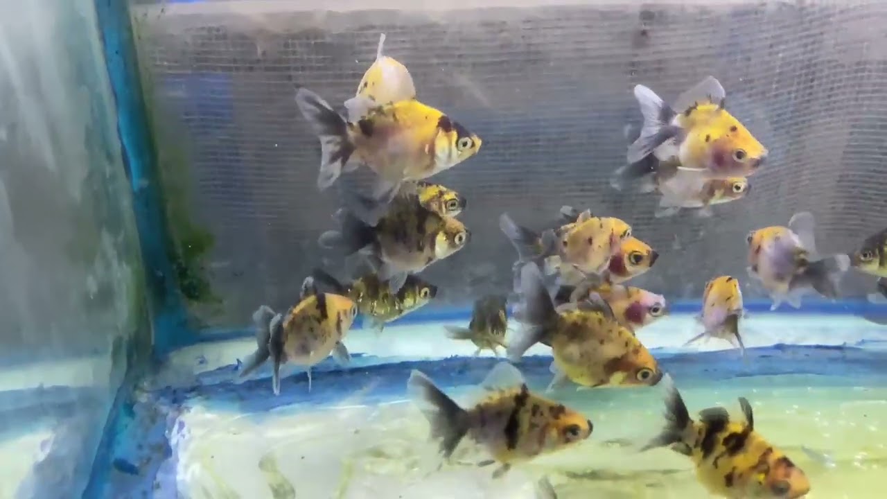 Goldfish Orandas babys tigers - Only show