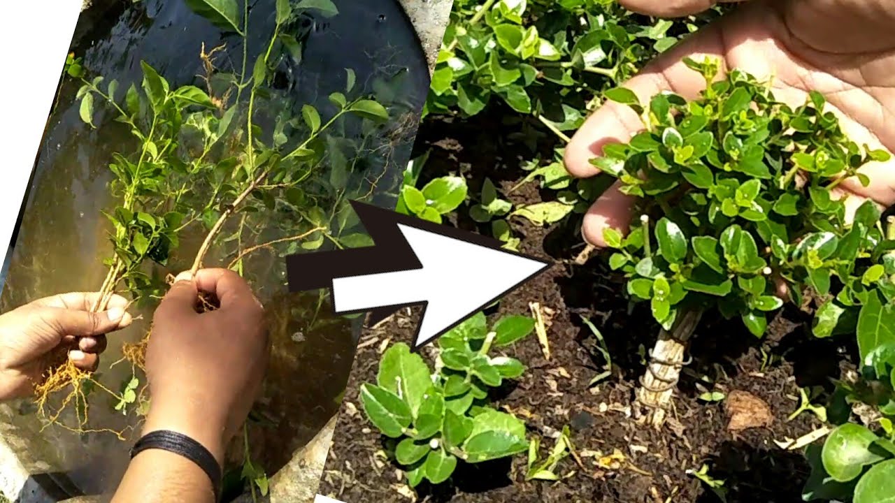 we created a premna Mame Bonsai with Fusing method of Bonsai