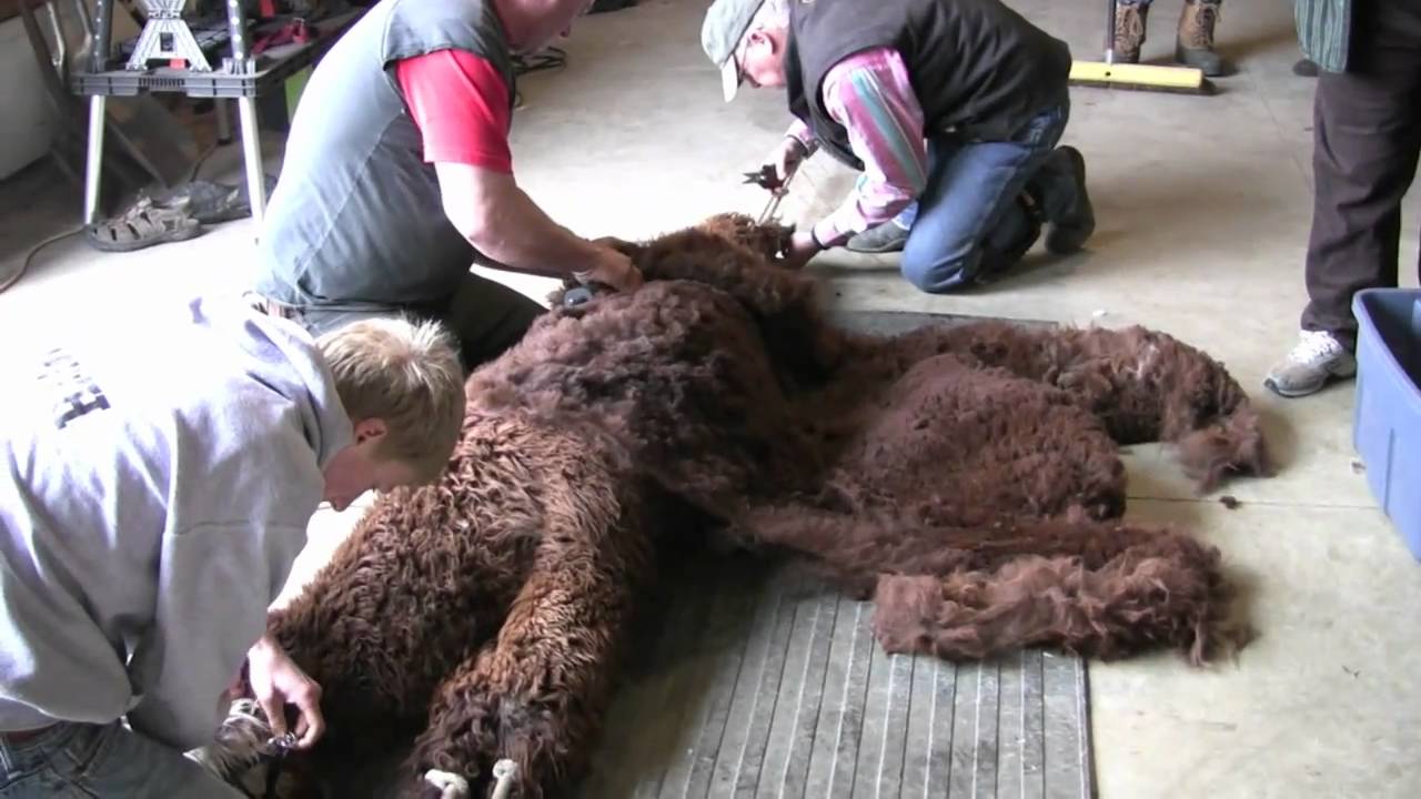 Circle R Ranch Alpacas Shearing Day