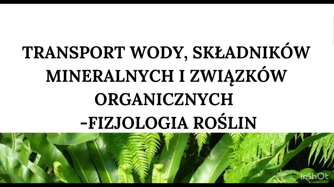 Transport wody, soli mineralnych i związk&oacute;w organicznych w roślinach 🌿💧 | Biologia matura 2025/2026