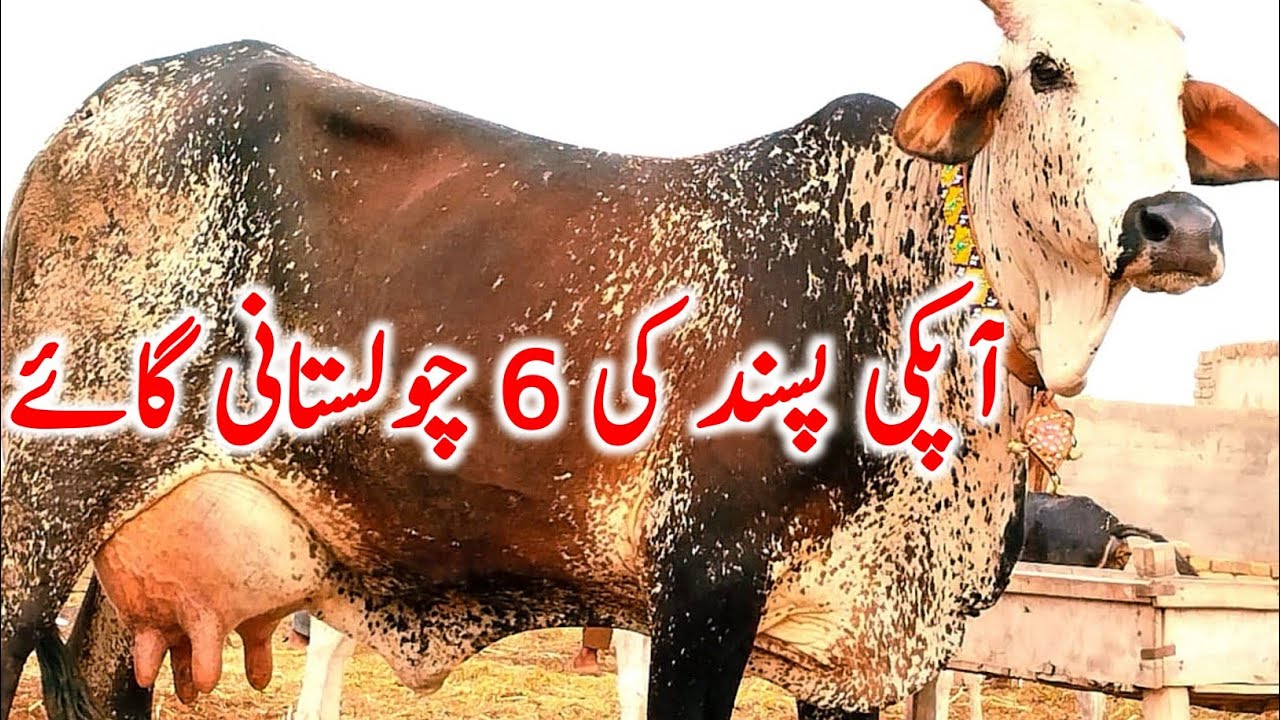 Pure Cholistani Cow From Cholistan Rohi Desert Near Luden Cow Mandi || Global Village Farming