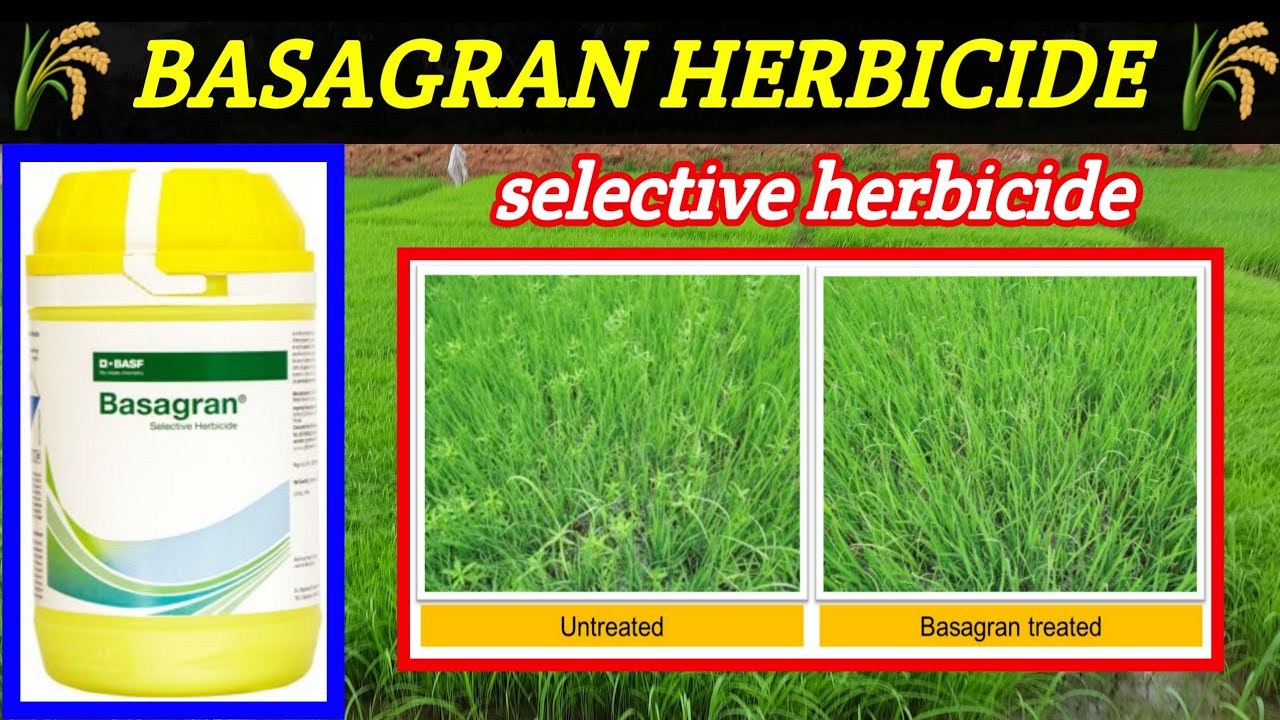 BASF Basagran Herbicide | Bentazon 480/sl | basagran herbicide price does work result | paddy crop