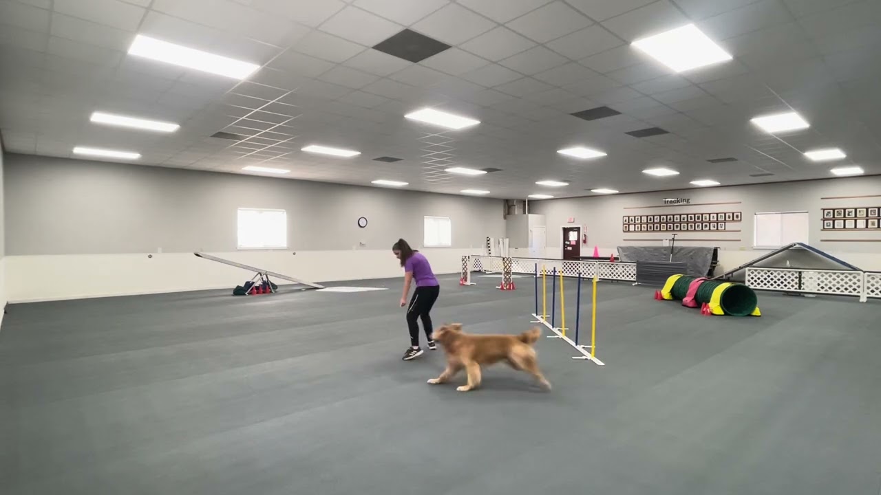 Finn - agility 2 Feb 10