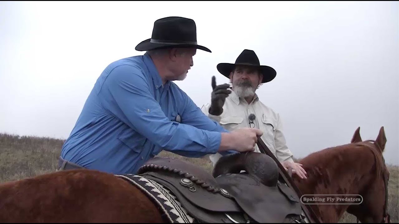Learn To Ride Horses with Horseman Lester Buckley, Mounting