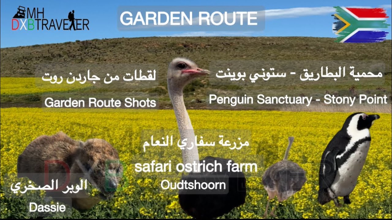 ستوني بوينت  - هيرمانوس - جاردن روت - سفاري النعام  -stony point - Hermanus - safari ostrich farm