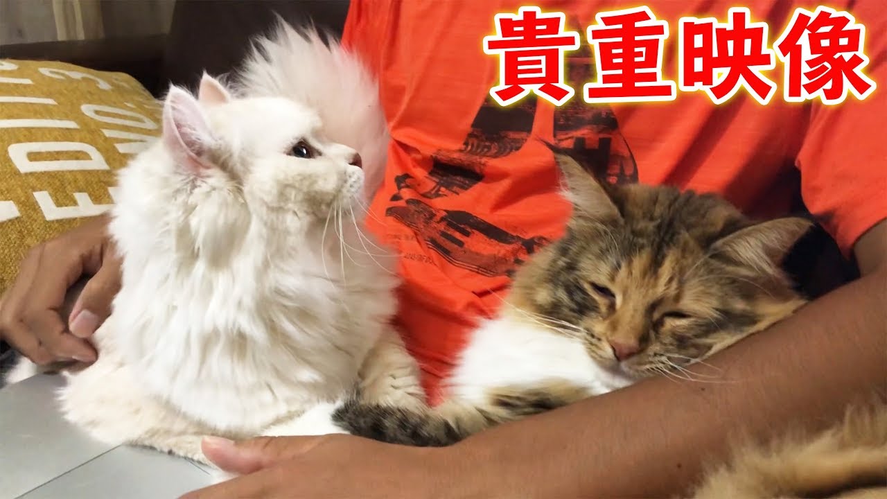【貴重映像】猫が２匹同時に甘えてきたら大変！？