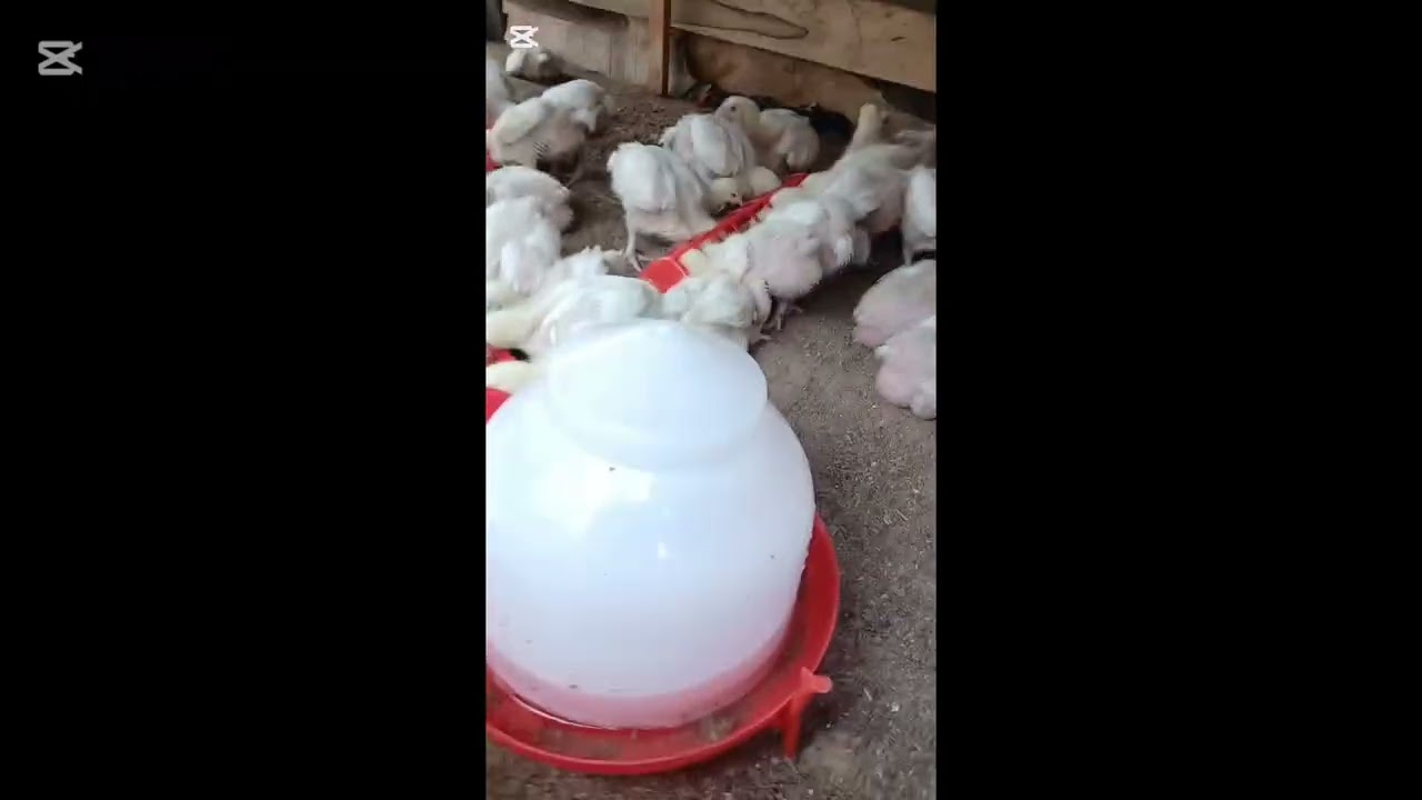 “Brooding Tips Every Poultry Farmer Must Know | Keep Your Chicks Healthy”