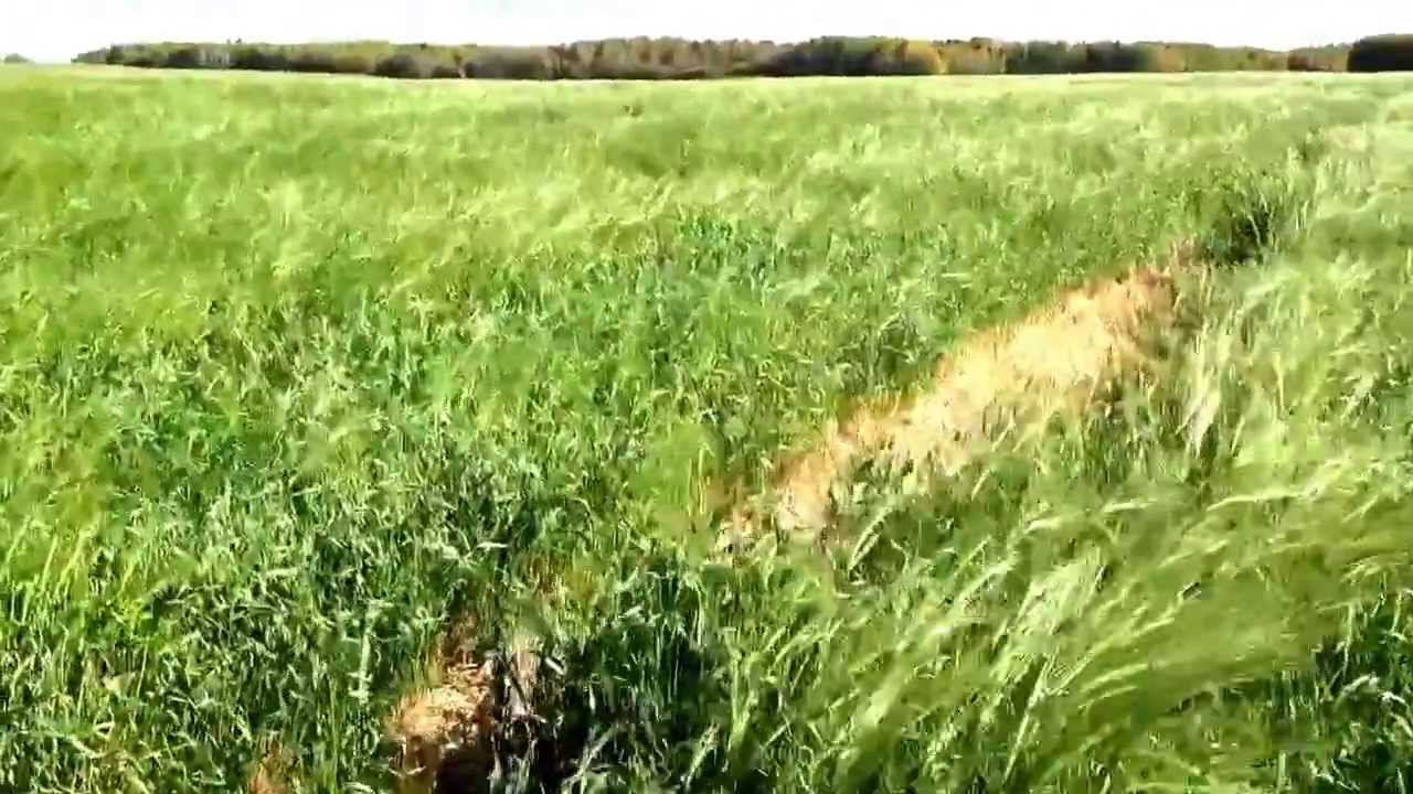 Second cut barley and oats #fromthefield #farming #agriculture