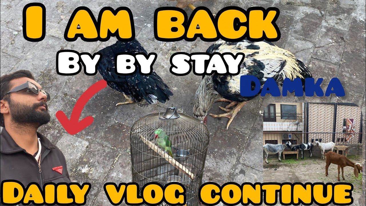 I am back by by stay daily vlog continue @petvlog #daily