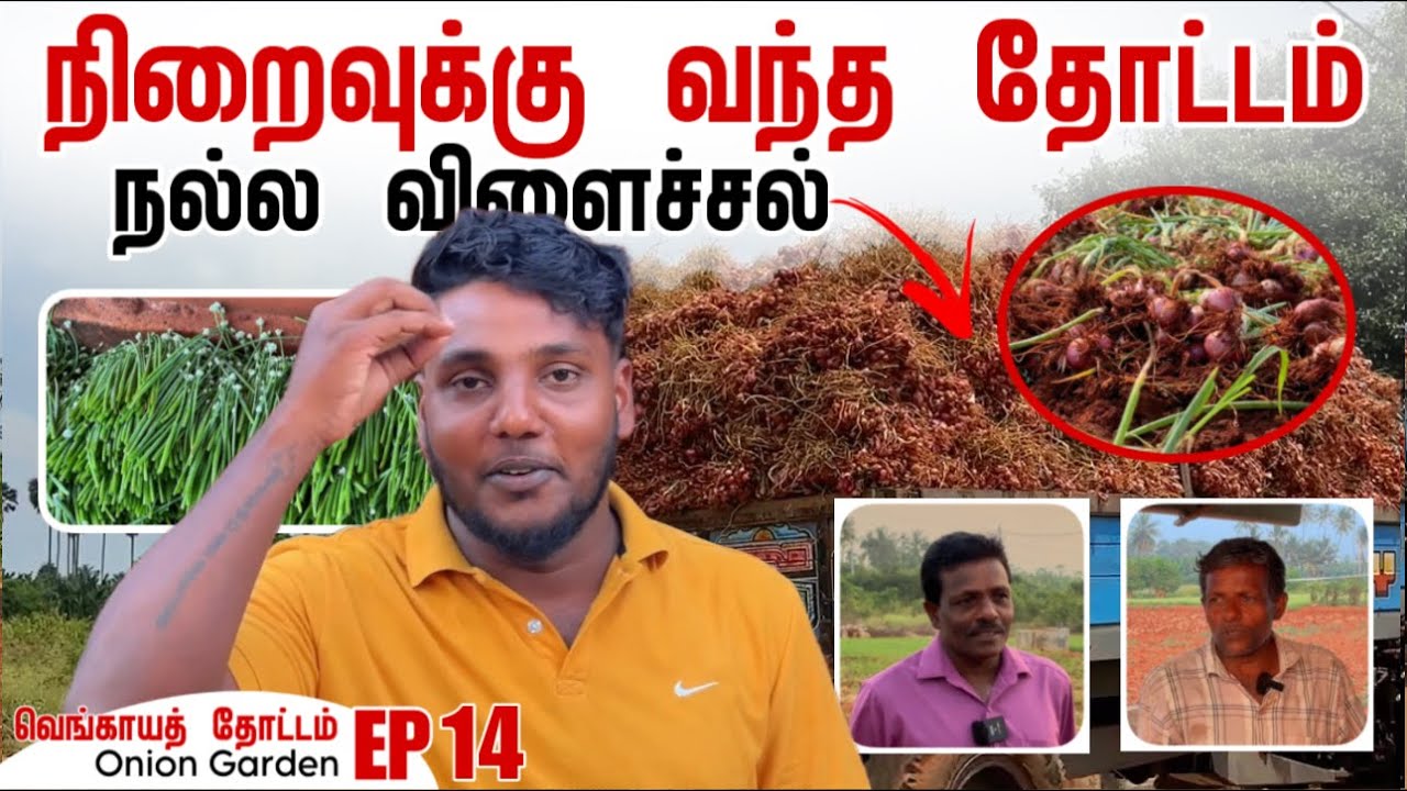 நிறைவுக்கு வந்த தோட்டம் | நல்ல விளைச்சல் | How to Grow Onions EP 14 | My Garden | Pavaneesan Garden