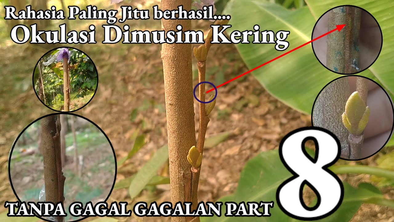 Okulasi ‼️ tempel sisip durian Part 8
