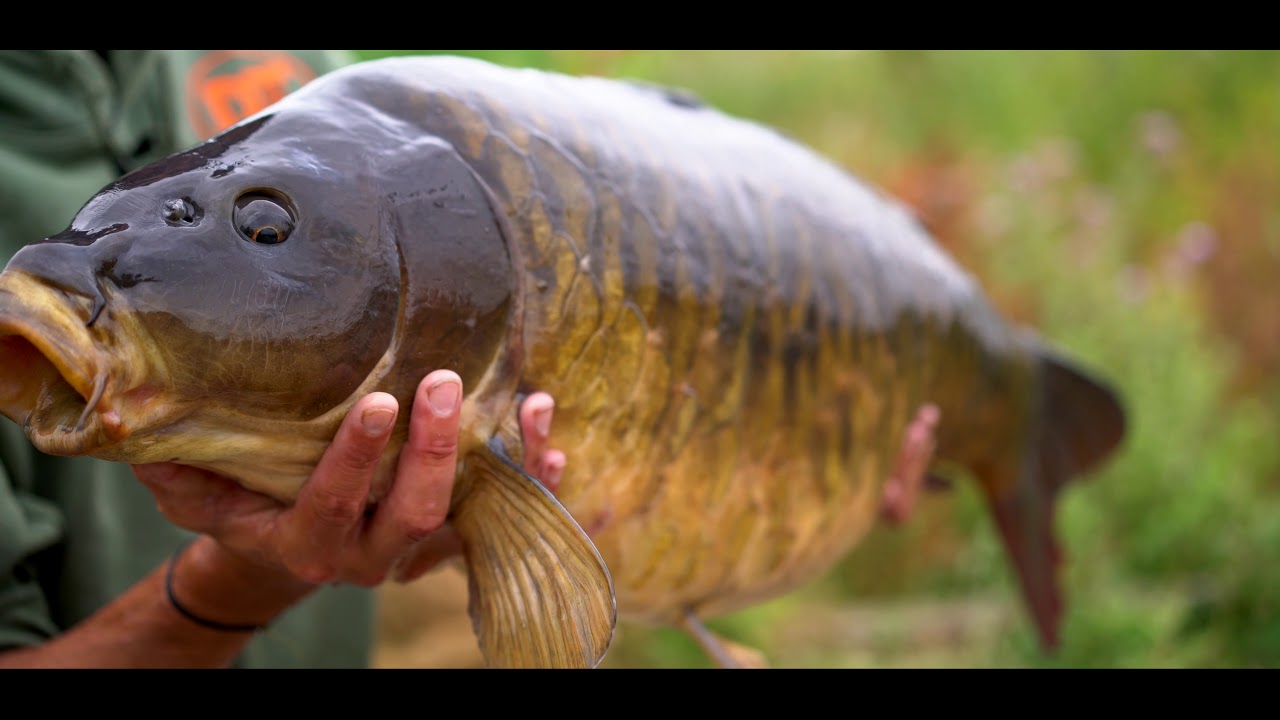 Tom from DT Baits In Session on the Bayeswater Syndicate