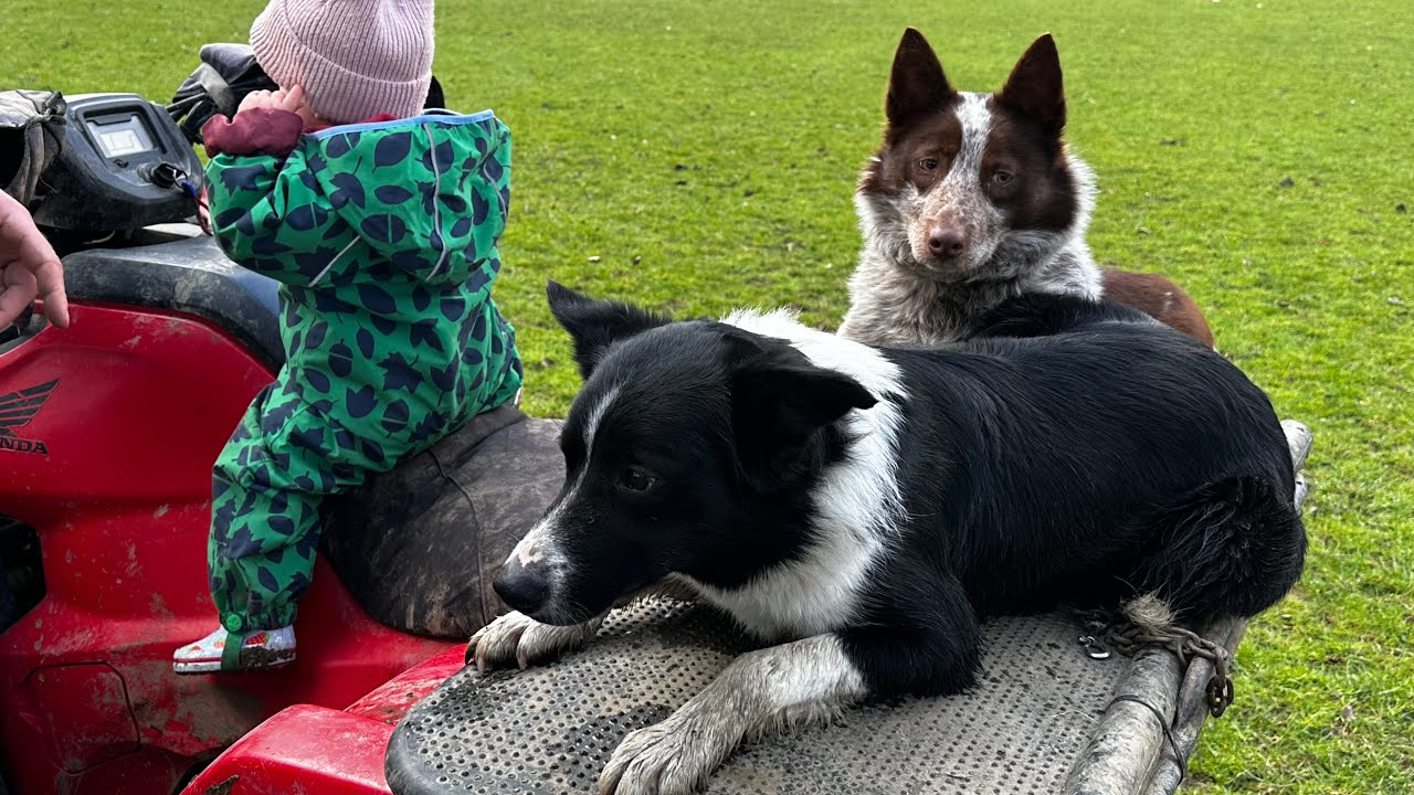 Lambing 2025 - with Pentre Jax, Efail Jinny & Evie