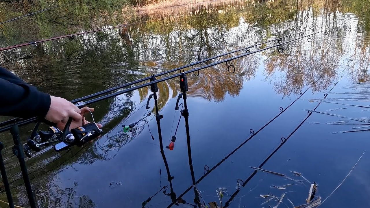 Brania karpi i amurów 2024 oraz innych ryb. Carp run. Grasscarp