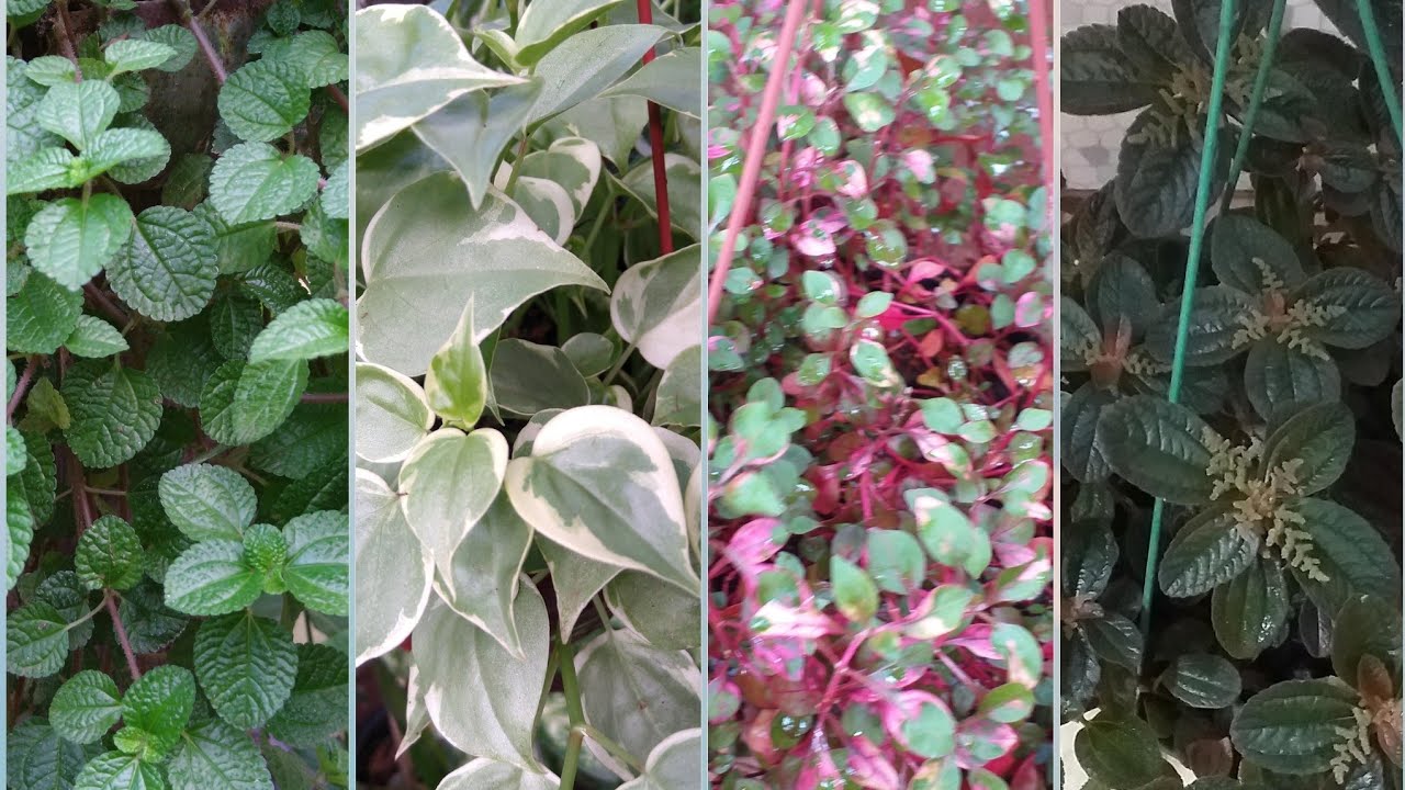 10 PLANTAS PENDENTES DE CRESCIMENTO RÁPIDO