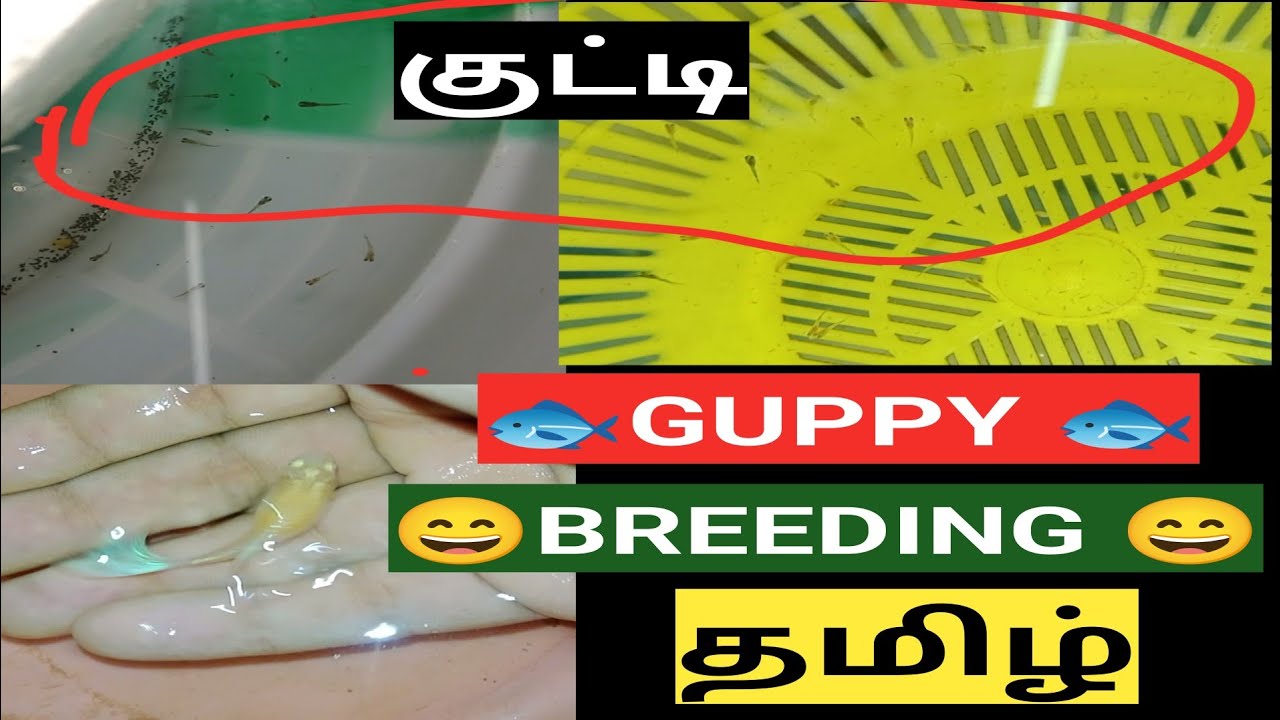 guppy fish kutty poduvathu eppadi| guppy fish kutty poduvathu eppadi | guppy breeding in tamil