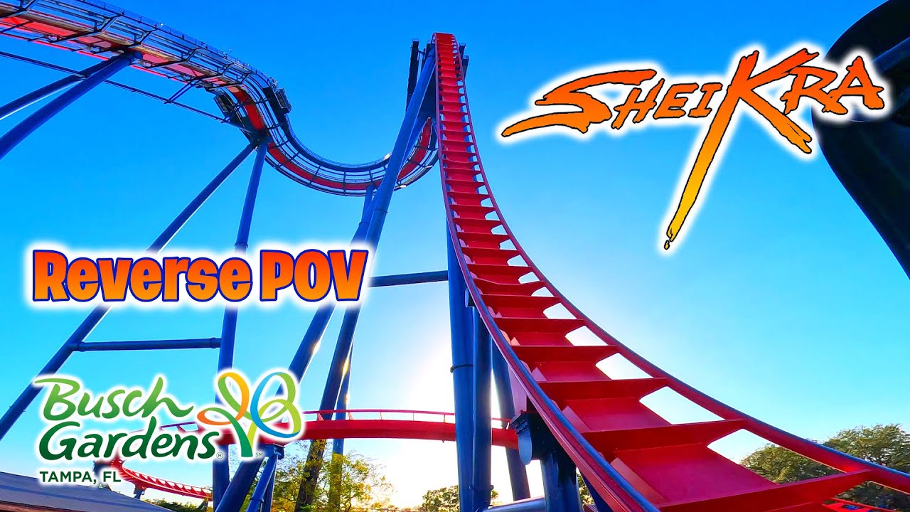 (4K) SheiKra - INTENSE Dive Roller Coaster | Reverse POV | Busch Gardens Tampa Bay, FL