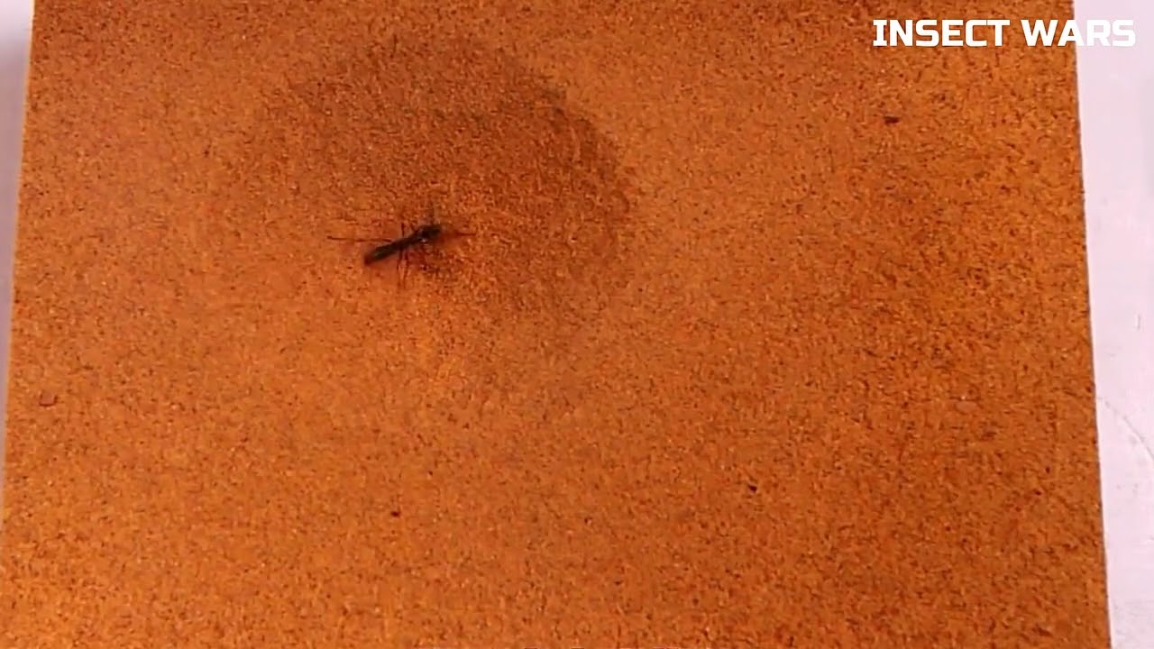 Nature's Nightmare Fuel: Watch Antlion's Sand Castle Become a Graveyard for Furious Ants! 🐜🔥