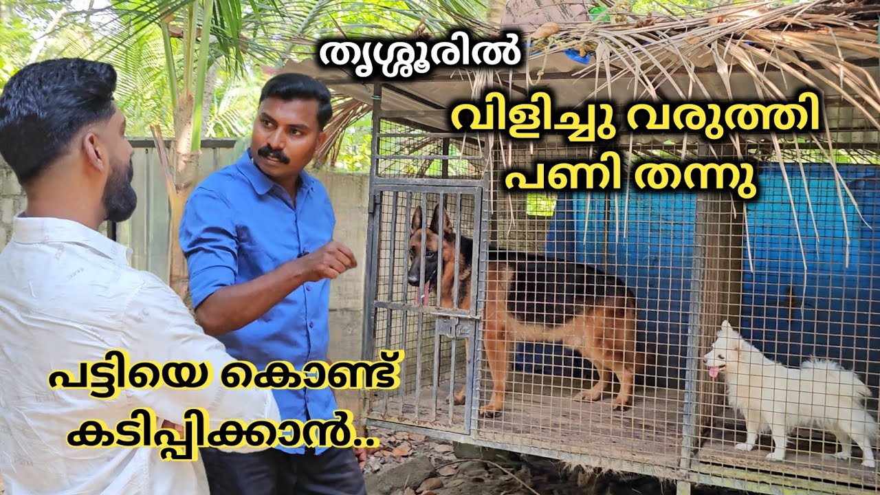 ഇങ്ങനെ ഒരു പണി പ്രതീക്ഷിച്ചില്ല.. Dog challenge.. Leash talks