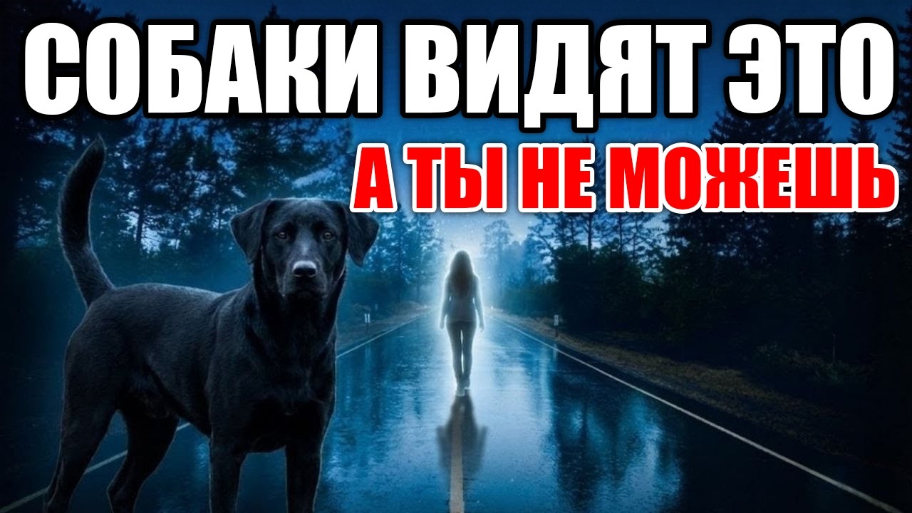 15 Вещей, которые Твоя Собака ВИДИТ и ЧУВСТВУЕТ (а ты нет)