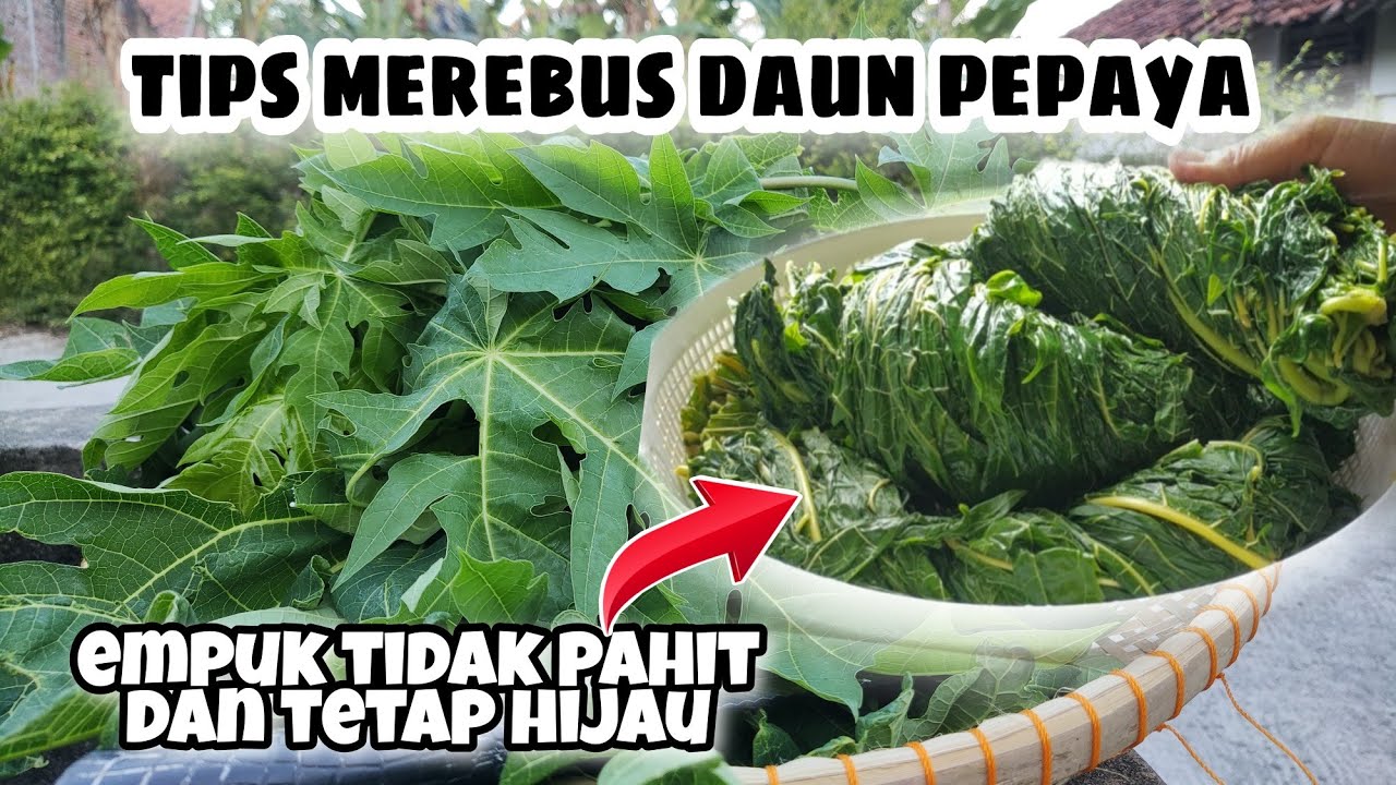 DAUN PEPAYA TETAP HIJAU DAN TIDAK PAHIT CEPAT LUNAK || Tips dan cara merebus daun pepaya
