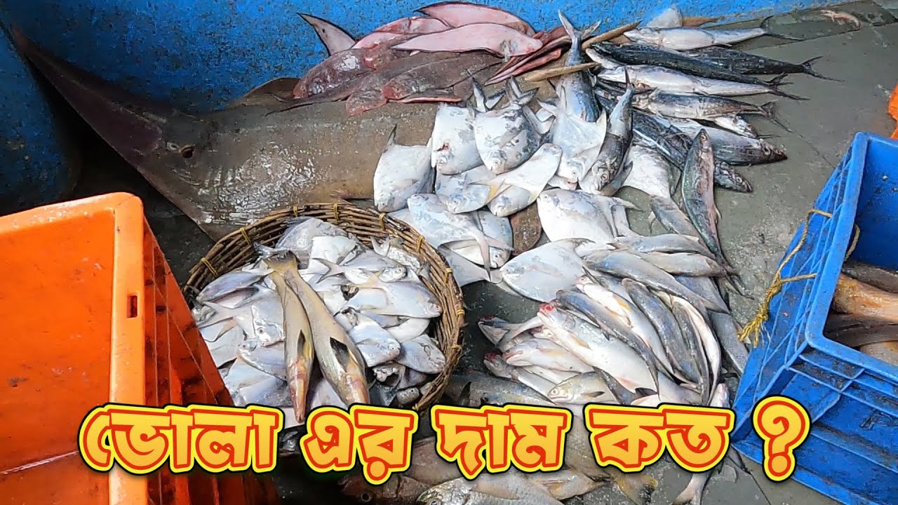 ডায়মন্ড মাছের বাজারে ভোলা মাছের দাম || Bhola mach || Diamond Fish market