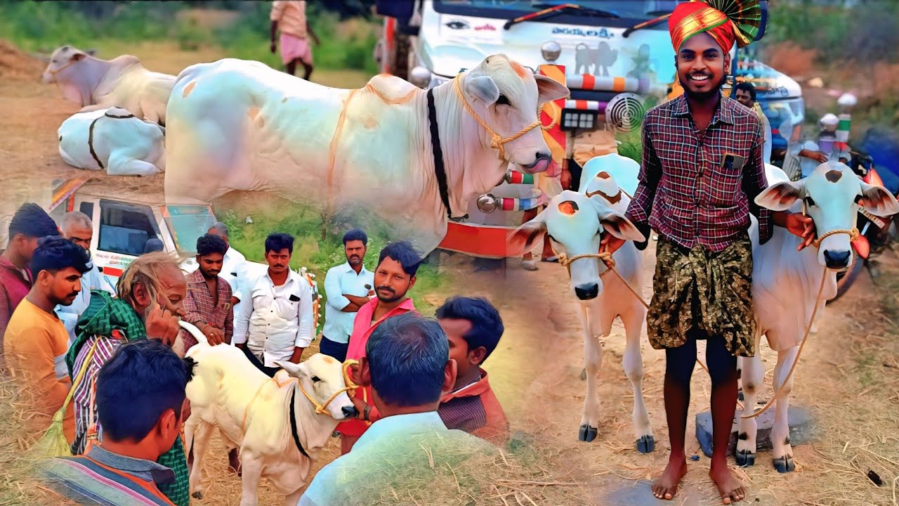 కోదాడ కోడెల కోసం సంప్రదించండి,దువ్వూరు టౌన్,కడప జిల్లా