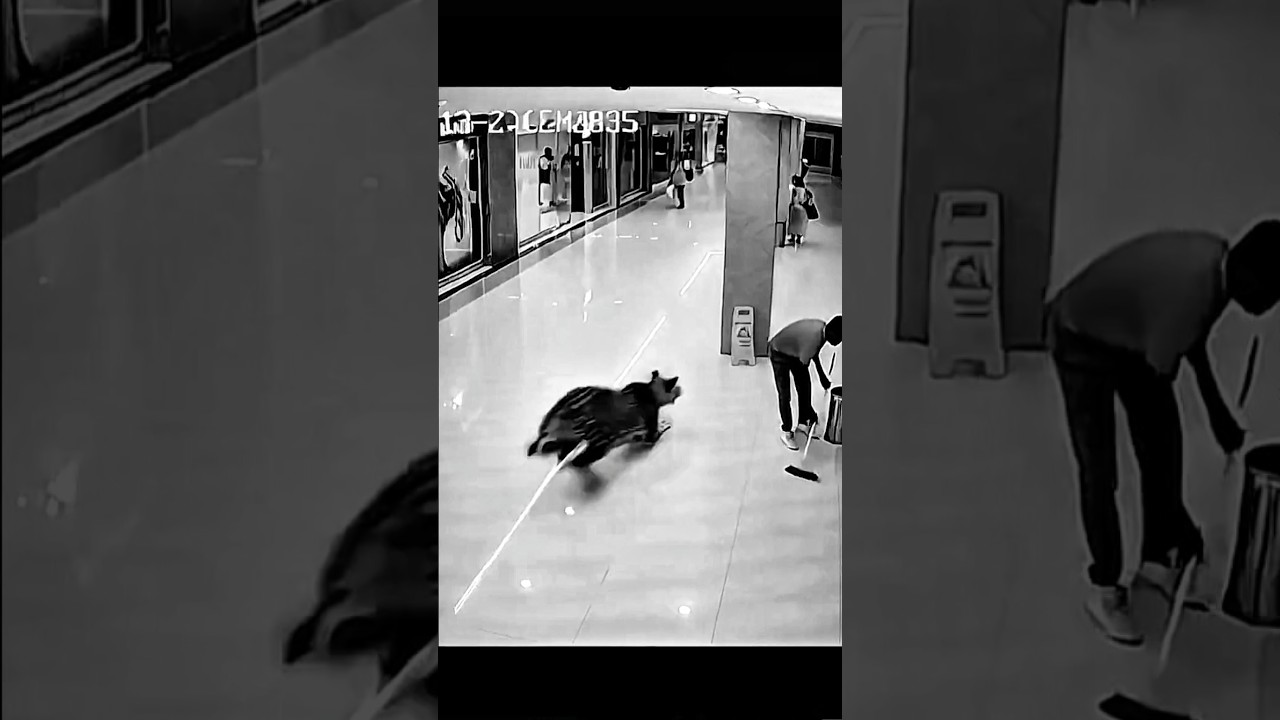 🚨 Leopard Creates Panic in Mall Center &mdash; 25 People Hooked to the Scene! 🐆😱 #crouchy #cctv #billciper