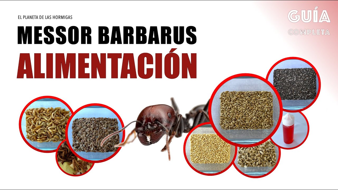 ALIMENTACIÓN DE HORMIGAS MESSOR BARBARUS - GUÍA COMPLETA - EL PLANETA DE LAS HORMIGAS