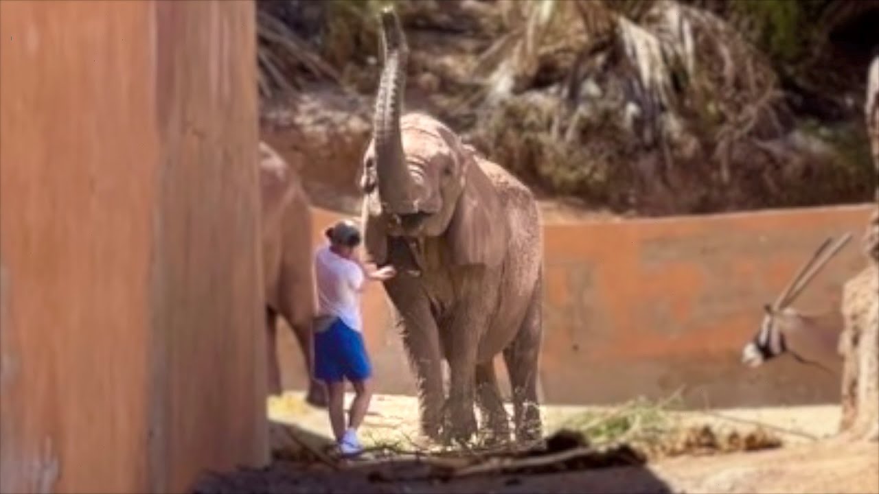Un ELEFANTE mi ha FRUSTATO
