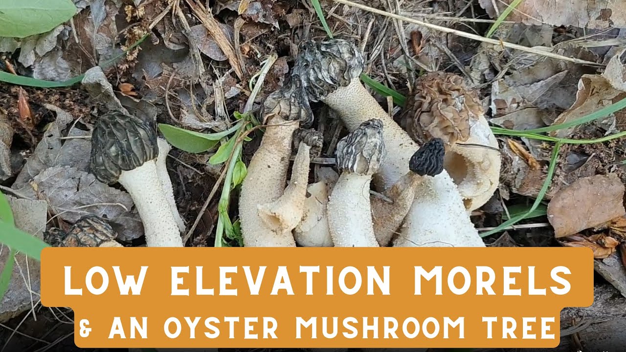 Low elevation Morel Mushroom Jackpot & an Oyster Mushroom Tree