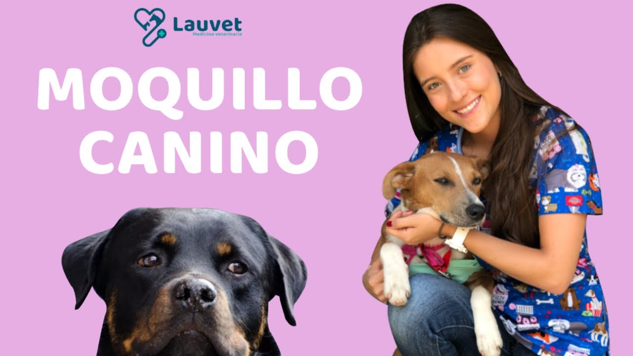 MOQUILLO CANINO | Todo sobre esta enfermedad - Lauvet