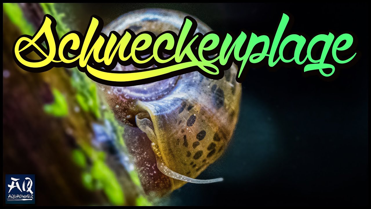 Schneckenplage im Aquarium verhindern | AquaOwner