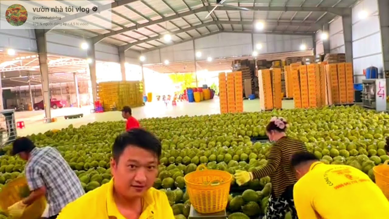 giá sầu riêng hôm nay 16/3/2026 nhiều kho phát giá, xuất khẩu sầu riêng 
